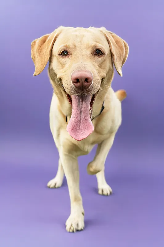 Labrador mit heraushängender Zunge, Studioporträt