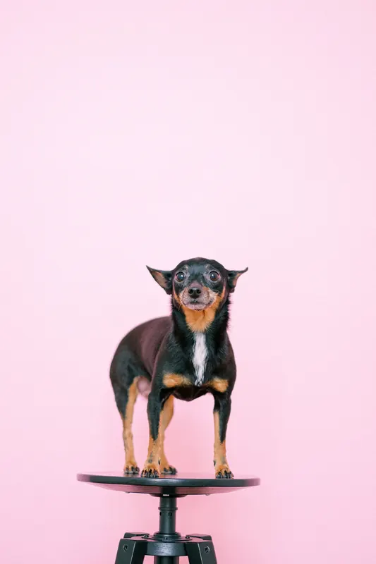 Französische Bulldogge, Welpenporträt im Studio