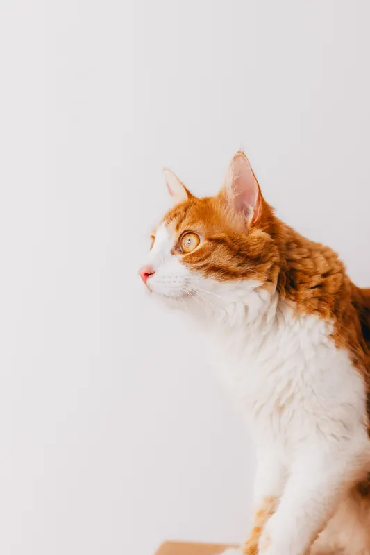 Katze im Profil, Studioporträt