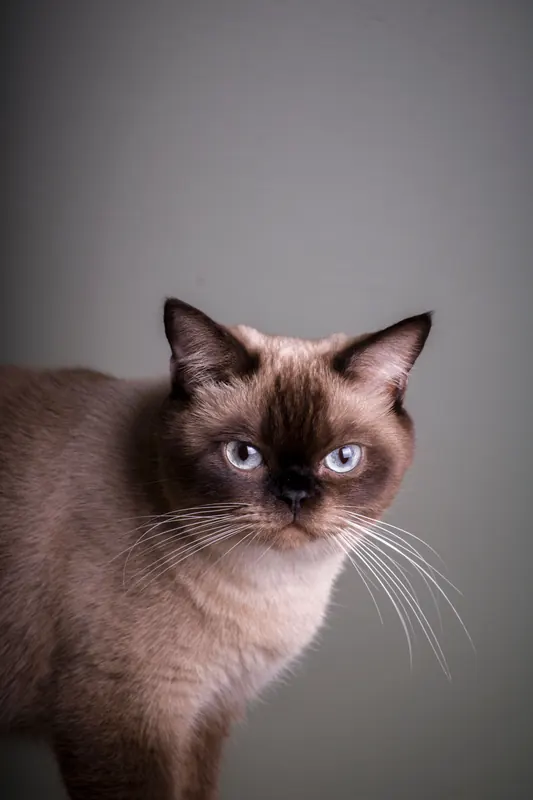Siamkatze blickt in die Kamera, Studiofoto
