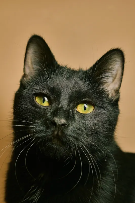 Schwarze Katze mit gelben Augen, Studioporträt